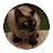 A Girl And A Cat icon